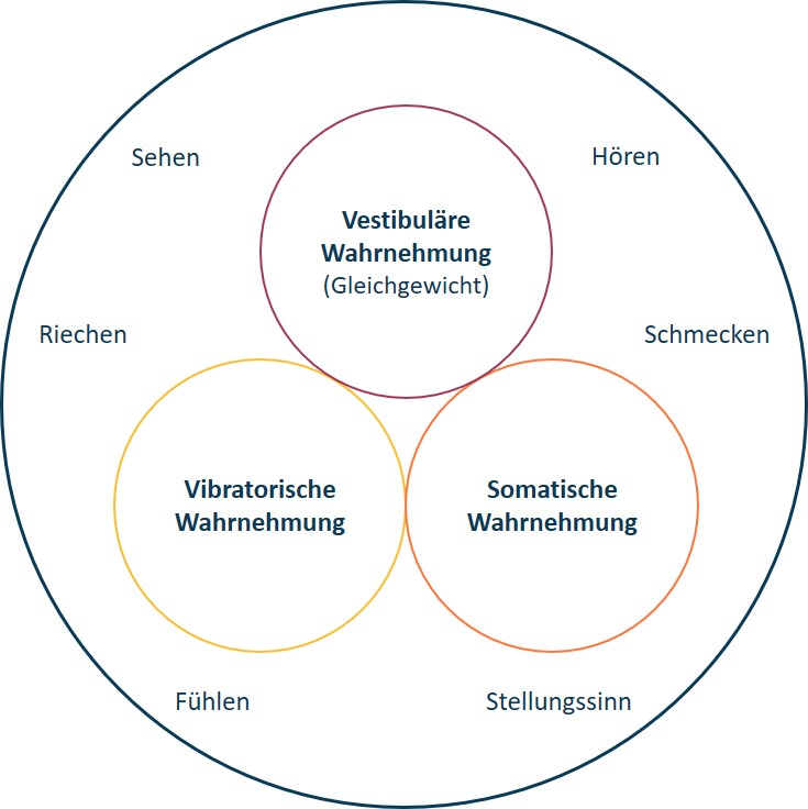Diagramm zur Veranschaulichung der Überschneidungen verschiedener Sinneswahrnehmungen auf Deutsch: Vestibulär (Gleichgewichtssinn), Gehör, Geschmack, Berührung, Geruch, Vibrationssinn und Lagesinn.