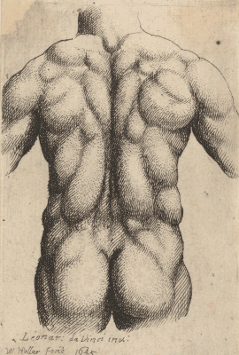 Wenceslaus Hollar: Männlicher Torso 1645: Eine detaillierte anatomische Zeichnung eines muskulösen männlichen Rückens. Die Abbildung zeigt definierte Muskeln und komplexe Schattierungen.