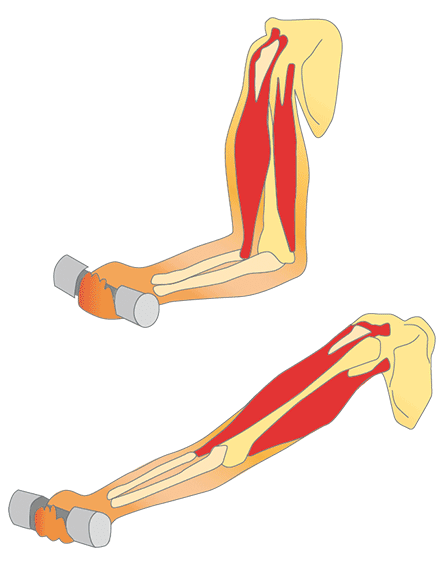 Zwei Bilder von Armen: Der obere Teil des Bildes zeigt den gebeugten Arm und der untere Teil den gestreckten Arm. Muskeln und Knochen des Arms sind hervorgehoben.