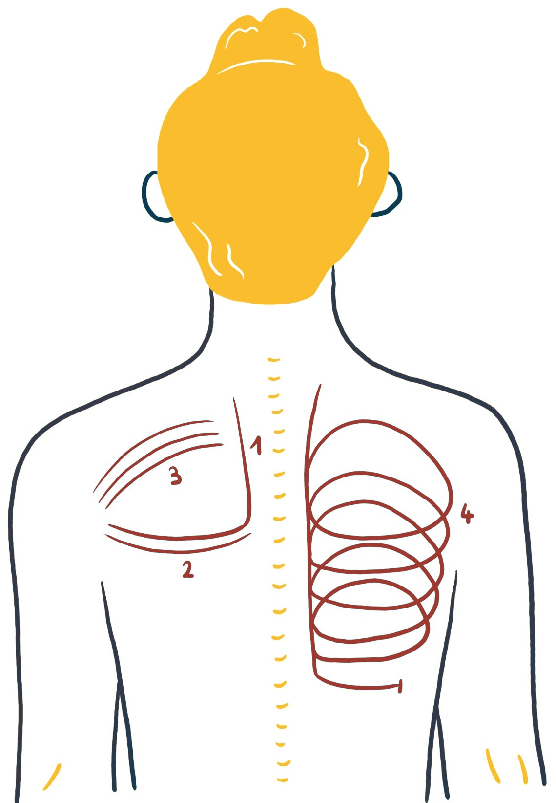 Atemstimulierende Einreibung: Abbildung des Rückens einer Person, wobei die Wirbelsäule in der Mitte durch eine gelbe gestrichelte Linie dargestellt ist. Rote und braune geschwungene Linien markieren vier nummerierte Abschnitte (1-4), die wahrscheinlich Muskeln oder Bereiche hervorheben, die in einem anatomischen Kontext von Interesse sind.